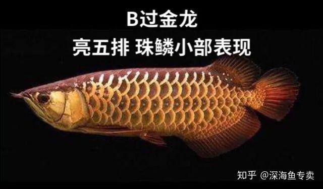 古銅色金龍魚 古銅色金龍魚 龍魚百科 第8張