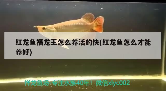 鄧州市晨曉觀賞魚養殖專業合作社