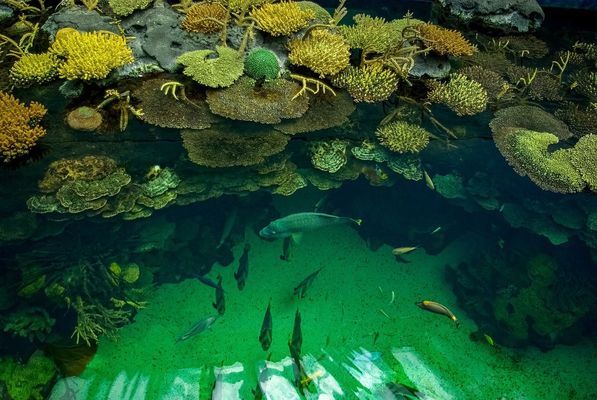 歷城區米多多水族店：