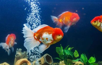 金龍魚的價格因其品種、大小、品相等因素而有所不同：金魚金龍魚多少錢一條 金龍魚的價格因其品種、大小、品相等因素而有所不同：金魚金龍魚多少錢一條 龍魚百科 第3張