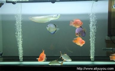 羅漢魚和龍魚混養嗎?:p羅漢魚和龍魚混養的注意事項羅漢魚和龍魚混養的注意事項 龍魚百科 第3張 羅漢魚和龍魚混養嗎?:p羅漢魚和龍魚混養的注意事項羅漢魚和龍魚混養的注意事項 羅漢魚和龍魚混養嗎?:p羅漢魚和龍魚混養的注意事項羅漢魚和龍魚混養的注意事項 龍魚百科 第3張