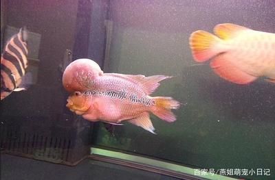 羅漢魚和龍魚混養嗎?:p羅漢魚和龍魚混養的注意事項羅漢魚和龍魚混養的注意事項 龍魚百科 第2張 羅漢魚和龍魚混養嗎?:p羅漢魚和龍魚混養的注意事項羅漢魚和龍魚混養的注意事項 羅漢魚和龍魚混養嗎?:p羅漢魚和龍魚混養的注意事項羅漢魚和龍魚混養的注意事項 龍魚百科 第2張