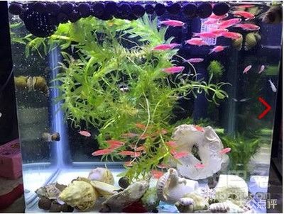 魚缸哪個牌子性價比高又好用 魚缸百科 第2張 魚缸哪個牌子性價比高又好用 魚缸哪個牌子性價比高又好用 魚缸百科 第2張