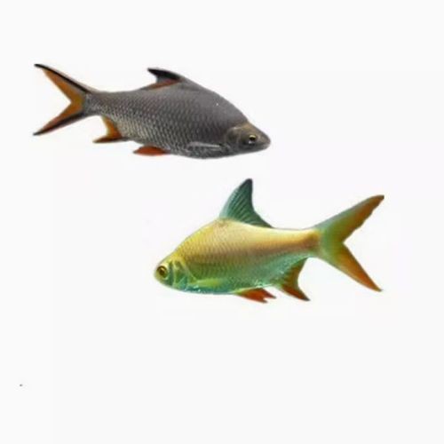 泰國龍魚圖片大全大圖 泰國龍魚圖片大全大圖 龍魚百科 第11張
