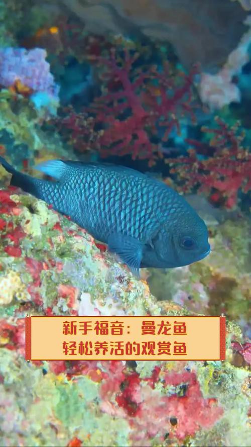 泰國龍魚圖片大全大圖 泰國龍魚圖片大全大圖 龍魚百科 第7張