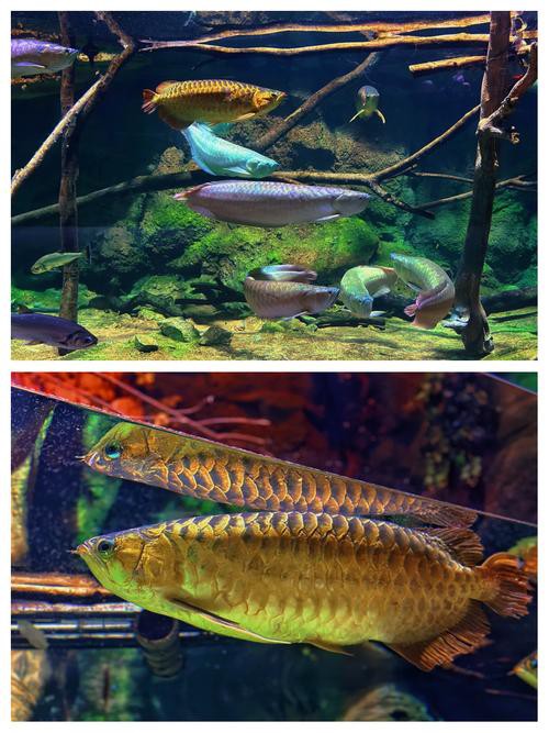 泰國龍魚圖片大全大圖 泰國龍魚圖片大全大圖 龍魚百科 第16張