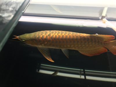 龍魚幾點到幾點開燈最好:龍魚開燈的最佳時間 龍魚百科 第2張 龍魚幾點到幾點開燈最好:龍魚開燈的最佳時間 龍魚幾點到幾點開燈最好:龍魚開燈的最佳時間 龍魚百科 第2張