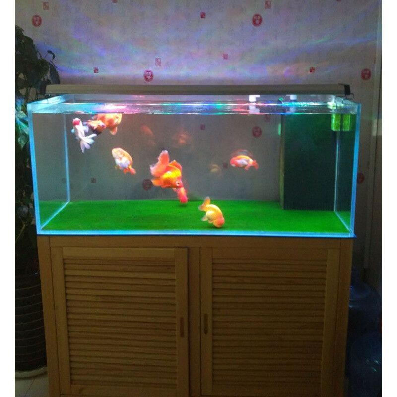 紅色魚缸燈會爆藻嗎為什么（關于魚缸爆藻的問題）