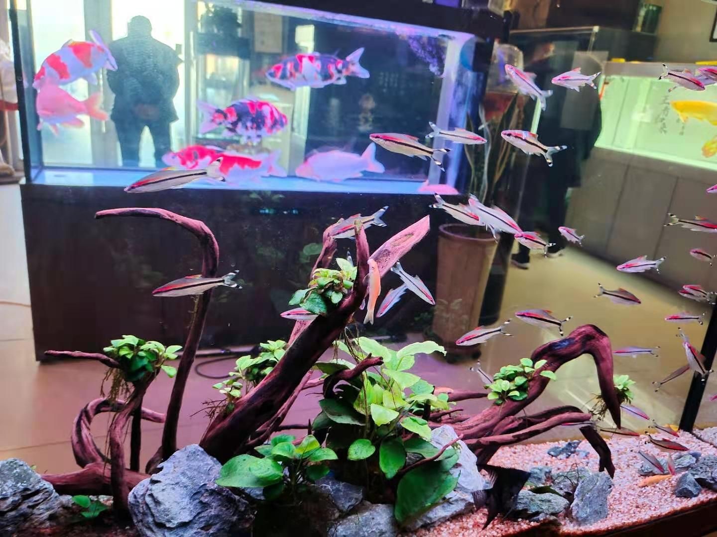 紅色魚缸燈會爆藻嗎為什么（關于魚缸爆藻的問題）