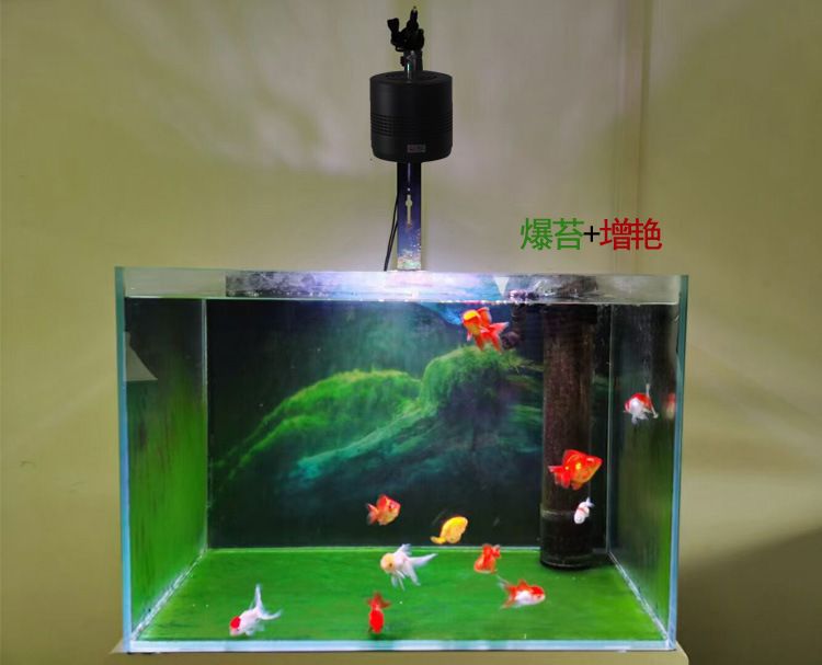 紅色魚缸燈會爆藻嗎為什么（關于魚缸爆藻的問題）