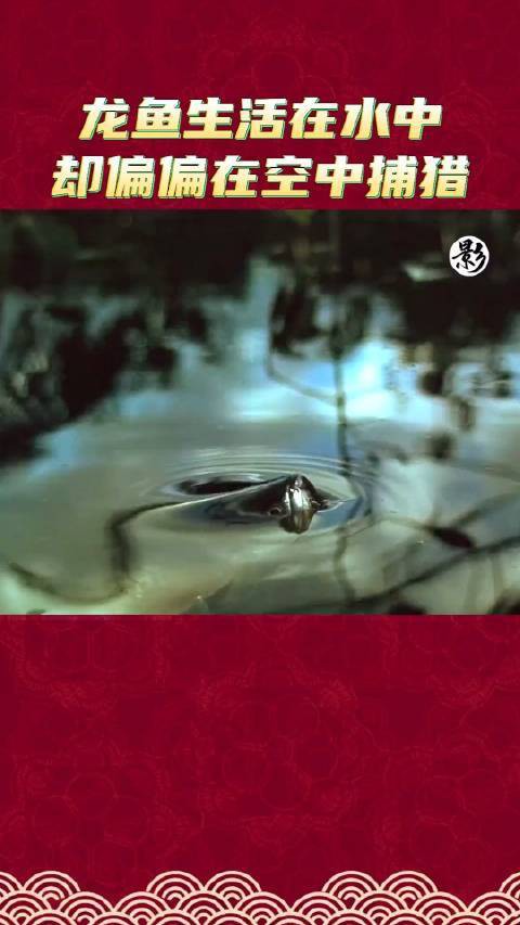 小龍魚 百科 小龍魚 百科 龍魚百科 第3張