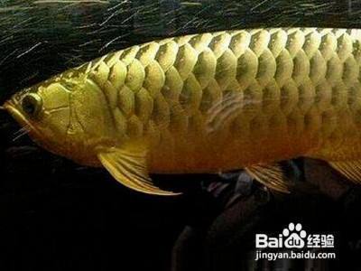 溫州市龍灣瑤溪楓狄水族店（溫州市龍灣瑤溪楓狄水族店電話）