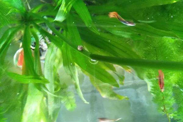 魚缸ml怎么算：“魚缸ml怎么算”的直接答案是魚缸容量的計算方法