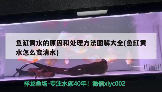 乌鲁木齐高新技术产业开发区金龙龙翔鱼具水族店