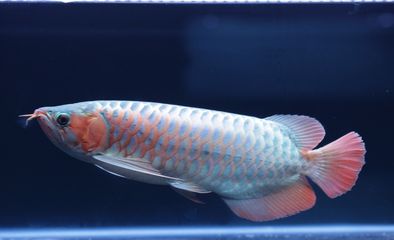 短身紅龍純正血統鑒定方法（如何辨別短身紅龍純正鱗片）