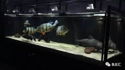 泰龐海鰱與龍魚混養的最佳水溫：泰龐海鰱與龍魚混養的最佳水溫應控制在兩者都適宜