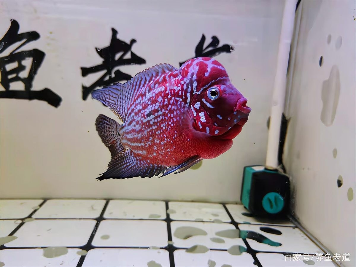 龍魚死亡的原因