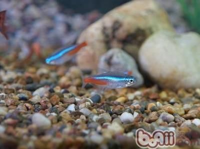 紅色魚缸魚的具體品種名稱紅色魚缸魚的具體品種名稱：紅色的觀賞魚是什么？