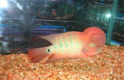 古典羅漢魚的養(yǎng)殖技術(shù)：古典羅漢魚養(yǎng)殖技巧古典羅漢魚的養(yǎng)殖技巧古典羅漢魚的養(yǎng)殖技巧