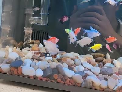小米魚缸過濾改造：小米魚缸過濾器改造方案 小米魚缸過濾改造：小米魚缸過濾器改造方案 魚缸百科 第5張