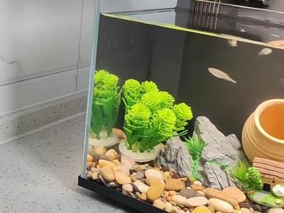 小米魚缸過濾改造：小米魚缸過濾器改造方案 小米魚缸過濾改造：小米魚缸過濾器改造方案 魚缸百科 第4張