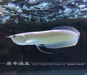 大型銀龍魚多少錢（2019銀龍魚價(jià)格多少錢一條銀龍魚價(jià)格多少錢一條）