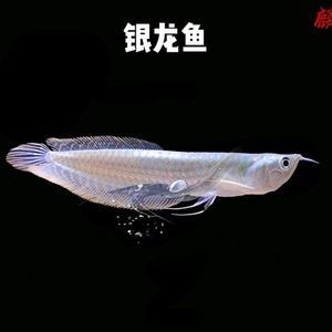 大型銀龍魚多少錢（2019銀龍魚價(jià)格多少錢一條銀龍魚價(jià)格多少錢一條）