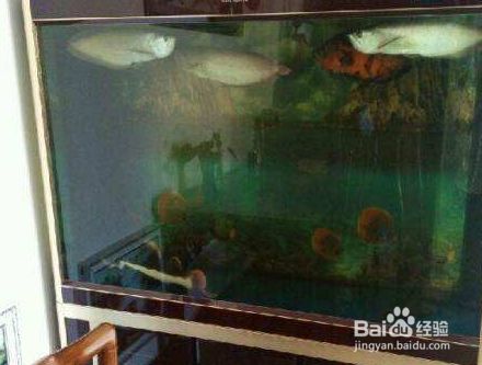 森森魚缸底濾聲音大怎么解決（森森魚缸底濾聲音大怎么辦）