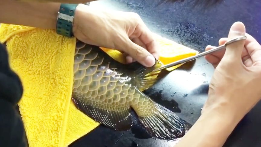 長春水族館（長春水族館游玩攻略）