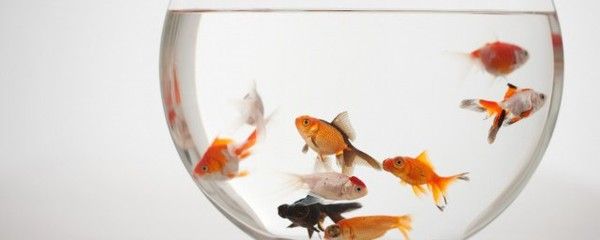 龍魚單養(yǎng)與混養(yǎng)的狀態(tài)比較（單養(yǎng)紅龍魚可以避免因不同魚類之間的領(lǐng)地爭斗而引起的問題）