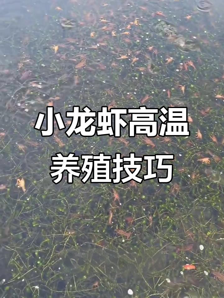 如何科學管理紅龍蝦養殖？
