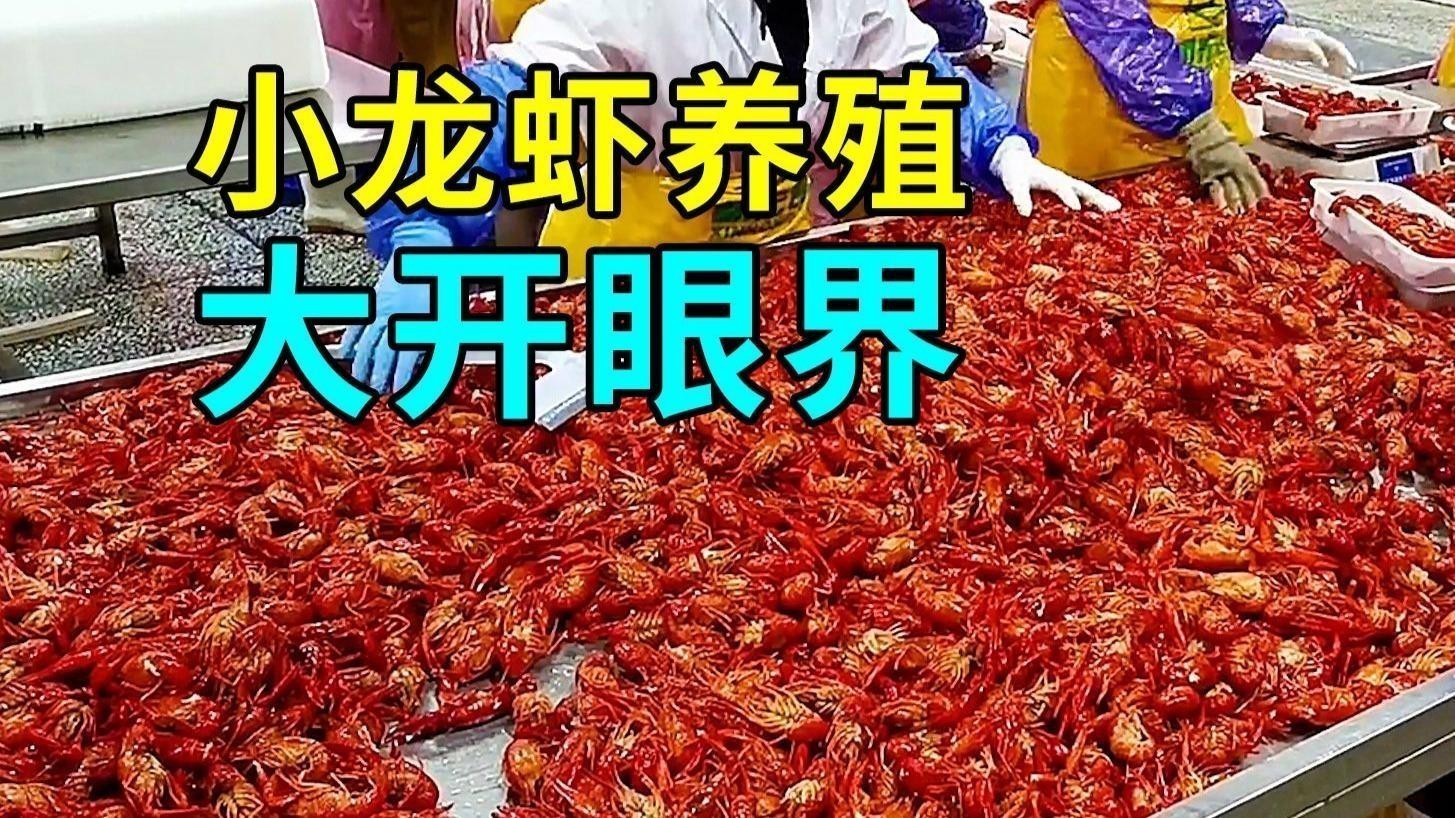 如何科學管理紅龍蝦養殖？