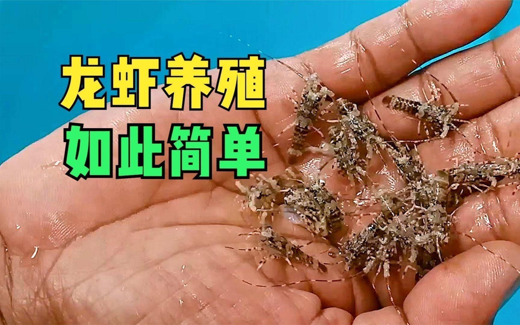 如何科學管理紅龍蝦養殖？
