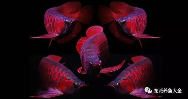 阿古斯貢拜龍魚價位：阿古斯貢拜龍魚價格動態(tài)阿古斯貢拜龍魚價格動態(tài)