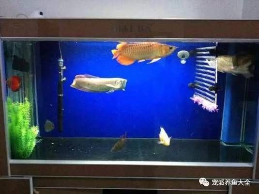 阿古斯貢拜龍魚價位：阿古斯貢拜龍魚價格動態(tài)阿古斯貢拜龍魚價格動態(tài)