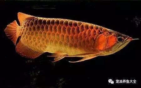 阿古斯貢拜龍魚價位：阿古斯貢拜龍魚價格動態(tài)阿古斯貢拜龍魚價格動態(tài)