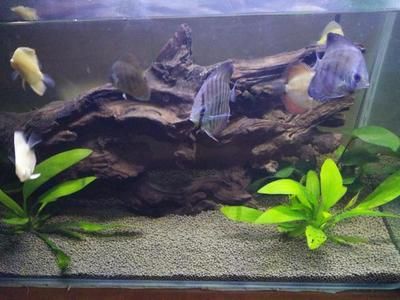 純晶鹽可以直接放入魚缸中嗎：純晶鹽可以直接放入魚缸中但需要注意濃度和使用方法