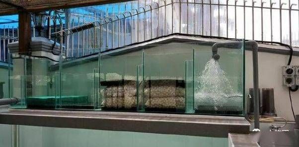 純晶鹽可以直接放入魚缸中嗎：純晶鹽可以直接放入魚缸中但需要注意濃度和使用方法