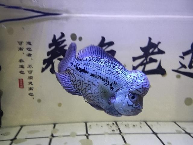 純晶鹽可以直接放入魚缸中嗎：純晶鹽可以直接放入魚缸中但需要注意濃度和使用方法