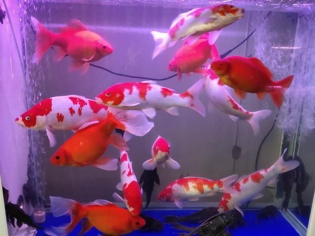 純晶鹽可以直接放入魚缸中嗎：純晶鹽可以直接放入魚缸中但需要注意濃度和使用方法