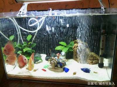 魚缸水質(zhì)維護(hù)的其他指標(biāo)：魚缸水質(zhì)維護(hù)中的重要指標(biāo)