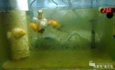 魚缸水質(zhì)維護(hù)的其他指標(biāo)：魚缸水質(zhì)維護(hù)中的重要指標(biāo)