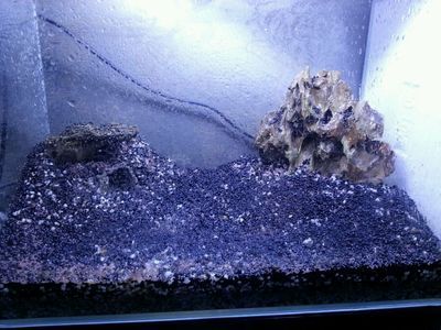 六角恐龍魚缸造景石子（六角恐龍魚缸造景石子在選擇時需要注意以下幾點）