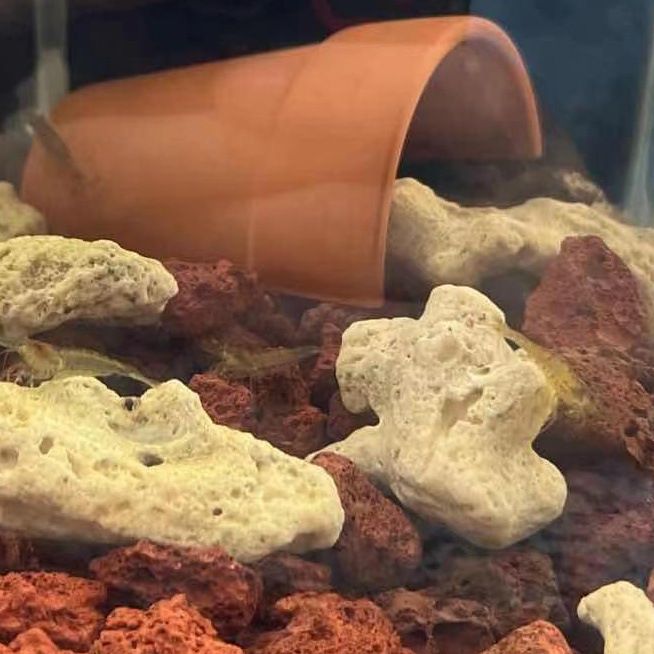 六角恐龍魚缸造景石子（六角恐龍魚缸造景石子在選擇時需要注意以下幾點）