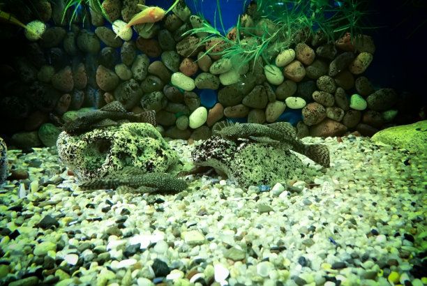 六角恐龍魚缸造景石子（六角恐龍魚缸造景石子在選擇時需要注意以下幾點）