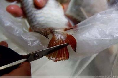 給龍魚做手術怎么做的：關于龍魚手術的詳細步驟和注意事項