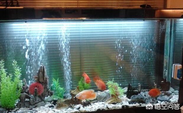 魚缸水質管理有效方法：有效的魚缸水質管理方法
