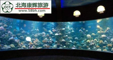 海底世界的奇妙之旅，北海海洋之窗：世界上最大的活體珊瑚展示了156個品種的北海海洋之窗 海底世界的奇妙之旅，北海海洋之窗：世界上最大的活體珊瑚展示了156個品種的北海海洋之窗 魚缸百科 第2張