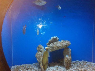 海底世界的奇妙之旅,北海海洋之窗:世界上最大的活體珊瑚展示了156個品種的北海海洋之窗 魚缸百科 第1張 海底世界的奇妙之旅,北海海洋之窗:世界上最大的活體珊瑚展示了156個品種的北海海洋之窗 海底世界的奇妙之旅,北海海洋之窗:世界上最大的活體珊瑚展示了156個品種的北海海洋之窗 魚缸百科 第1張