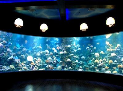 海底世界的奇妙之旅,北海海洋之窗:世界上最大的活體珊瑚展示了156個品種的北海海洋之窗 魚缸百科 第3張 海底世界的奇妙之旅,北海海洋之窗:世界上最大的活體珊瑚展示了156個品種的北海海洋之窗 海底世界的奇妙之旅,北海海洋之窗:世界上最大的活體珊瑚展示了156個品種的北海海洋之窗 魚缸百科 第3張